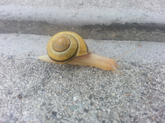 Cepaea nemoralis