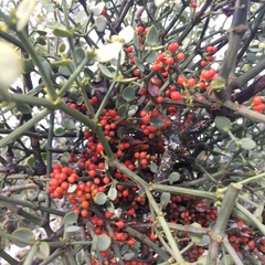 Viscum rotundifolium