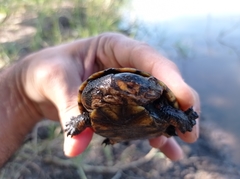 Acanthochelys macrocephala