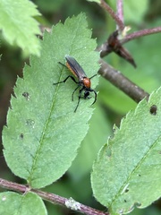 Bibio hortulanus