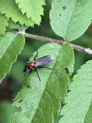 Bibio hortulanus