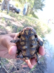 Acanthochelys macrocephala