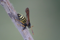 Paranthrene tabaniformis