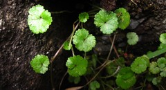Hydrocotyle microphylla
