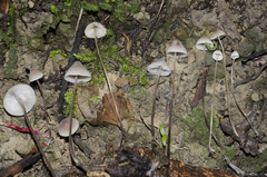 Mycena austrofilopes