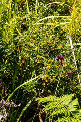 Searsia grandidens