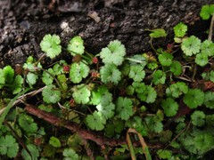 Hydrocotyle microphylla