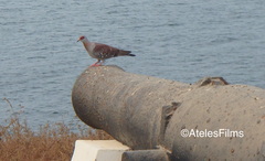 Columba guinea