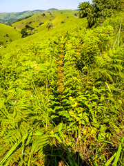 Xysmalobium orbiculare