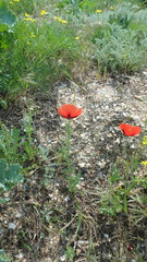 Papaver rhoeas