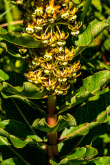 Xysmalobium orbiculare