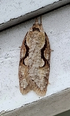 Semioscopis packardella