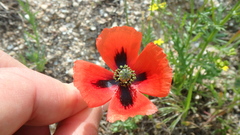 Papaver rhoeas