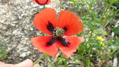 Papaver rhoeas