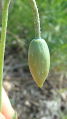 Papaver rhoeas