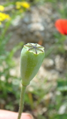 Papaver rhoeas