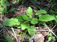 Viola alexandrowiana