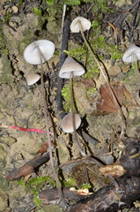 Mycena austrofilopes