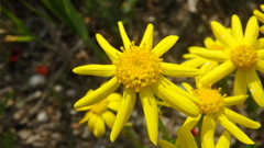 Senecio glaucus coronopifolius