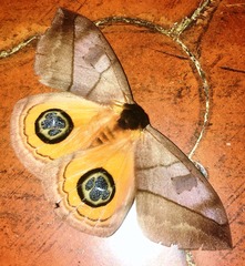 Automeris liberia