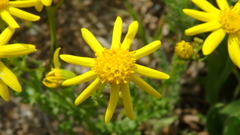 Senecio glaucus coronopifolius