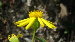 Senecio glaucus coronopifolius