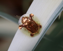 Aspidimorpha sanctaecrucis