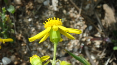 Senecio glaucus coronopifolius