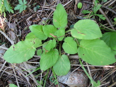 Viola alexandrowiana