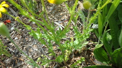 Senecio glaucus coronopifolius