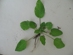 Viola alexandrowiana