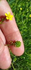 Ranunculus trilobus