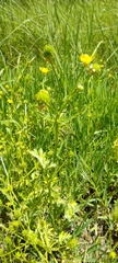 Ranunculus trilobus