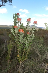 Banksia coccinea