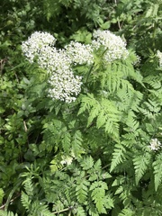 Myrrhis odorata