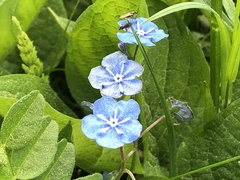 Omphalodes