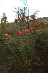 Banksia coccinea