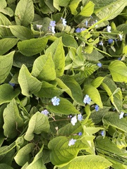 Omphalodes