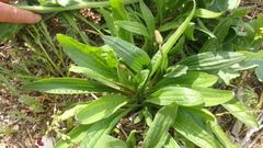 Plantago lanceolata
