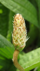 Plantago lanceolata