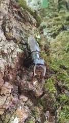 Lucanus cervus