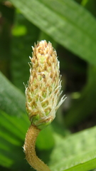 Plantago lanceolata