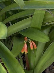 Clivia caulescens