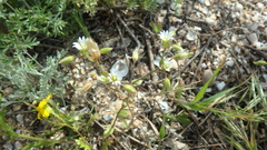 Holosteum umbellatum