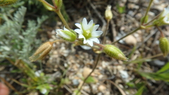 Holosteum umbellatum