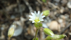 Holosteum umbellatum