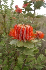 Banksia coccinea
