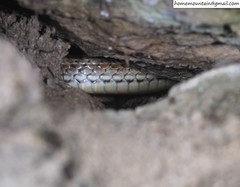 Orientocoluber spinalis