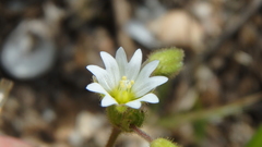 Holosteum umbellatum