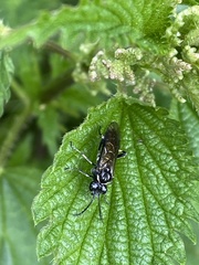 Macrophya albicincta